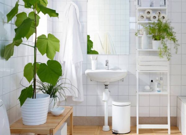5 Bí Quyết Lựa Chọn Cây Xanh Trong Phòng Tắm Không thể Bỏ Qua